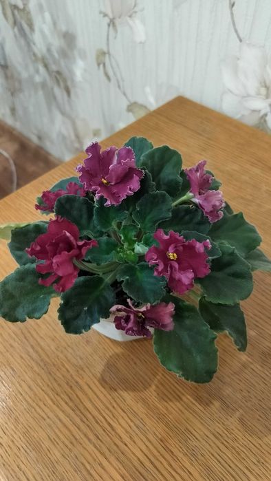 Продам цветы комнатные фиалки