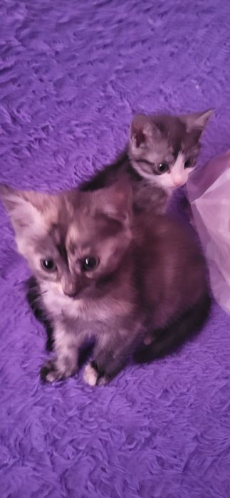 Бусинки маленькие,ищем очень хороших хозяев