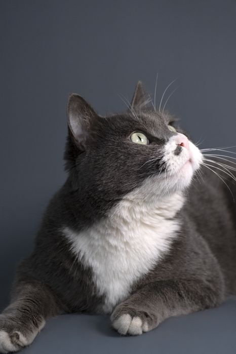 Котик Мультик в поиске дома