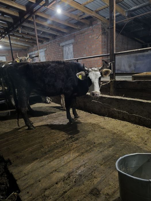 Буаз сиыр сатылады