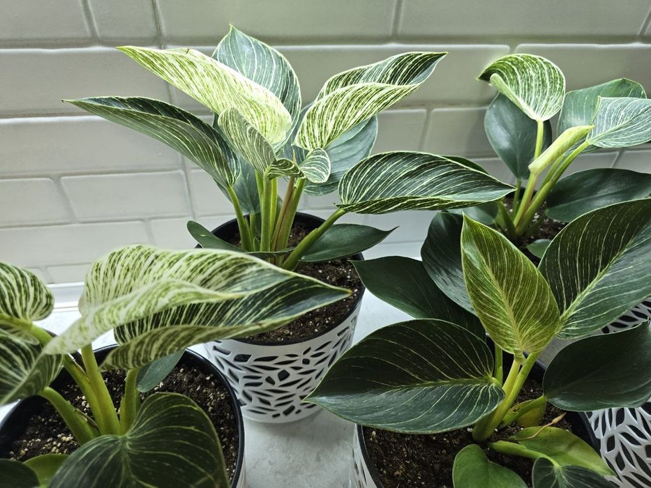 Биркин по низкой цене