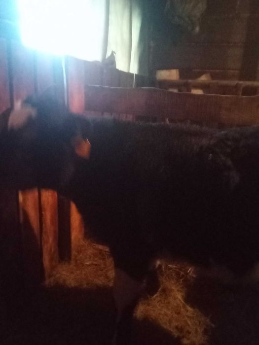 Продам теленка этого года