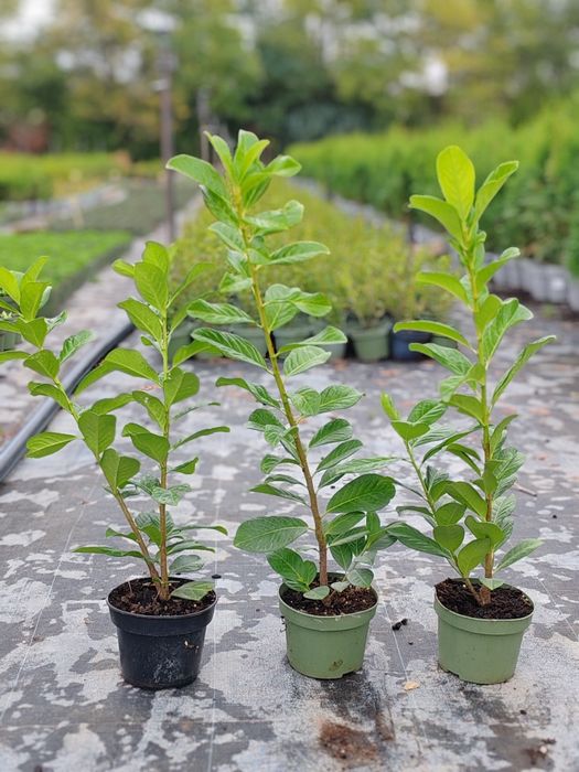 Лавровишна / Prunus “Novita”