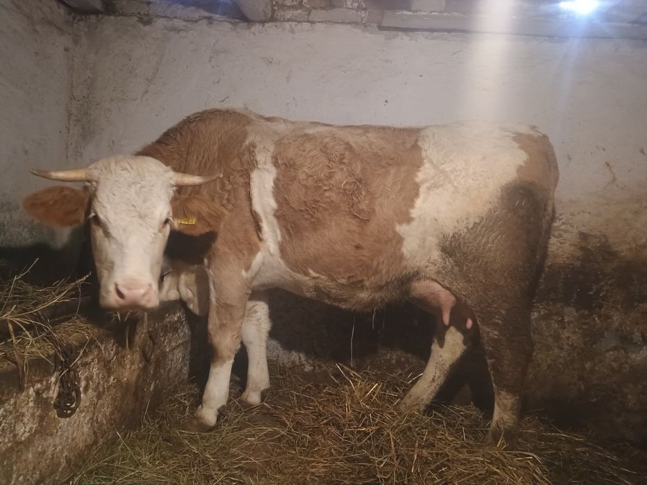 Vând vaca de 3 ani recent fătată cu 26 de litri de lapte la zi