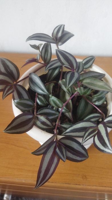 Цветы для офиса и дома.