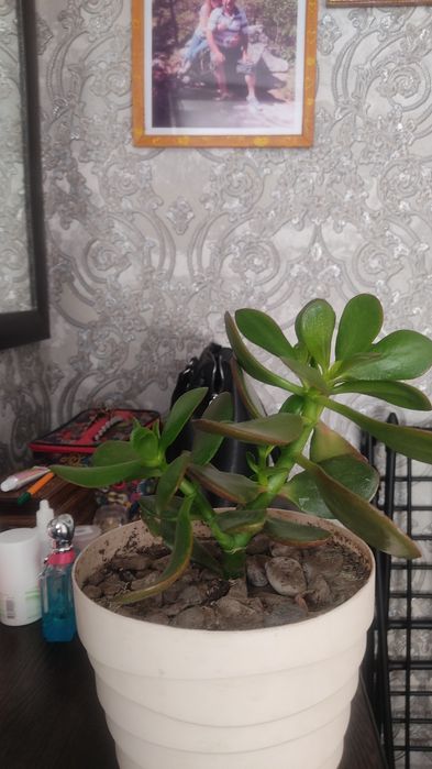 Продам комнатные цветы.