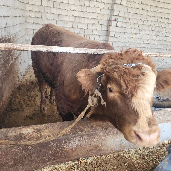 Limuzin paroda nasllikka