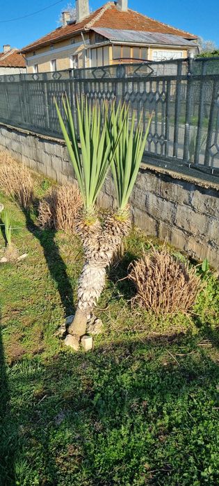 Палма Юка Глориоса