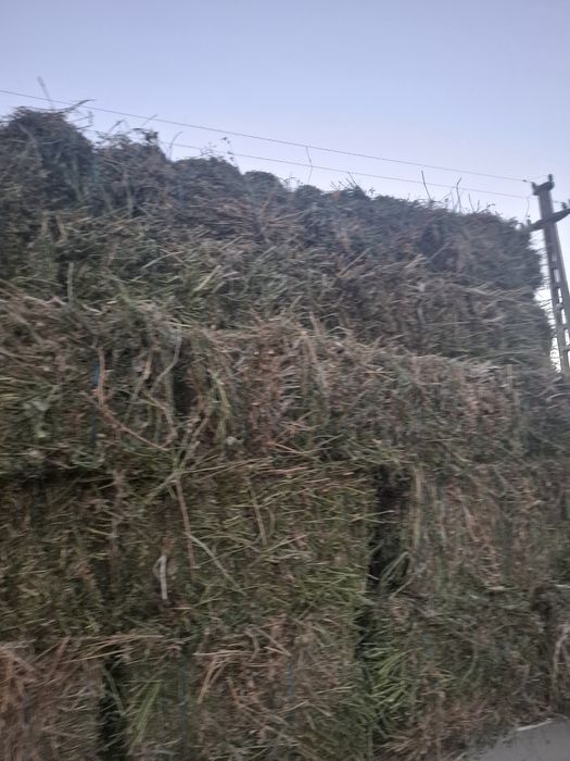 Baloti de lucerna