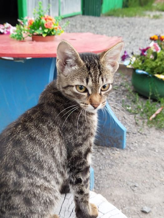 Отдам котят в хорошие руки