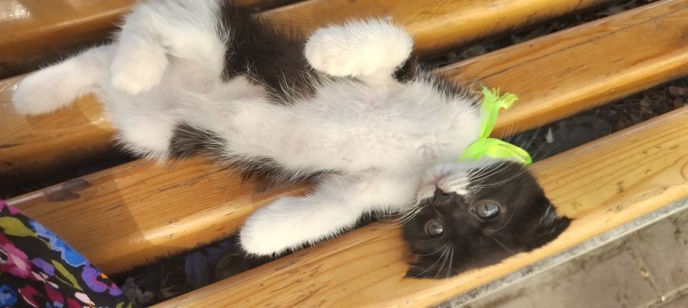 Продаётся котёнок скоттиш фолд. Продаётся котёнок породы скоттиш фолд