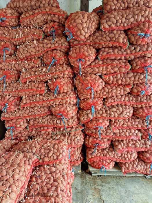 Cartofi de samanta de Covasna