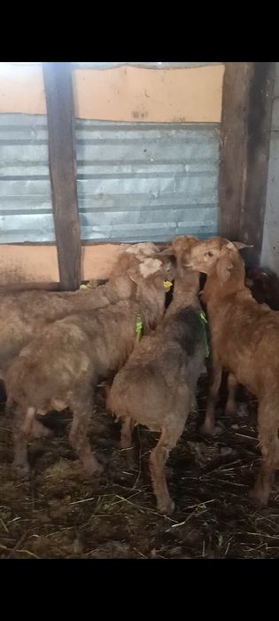 Продам барана на племя