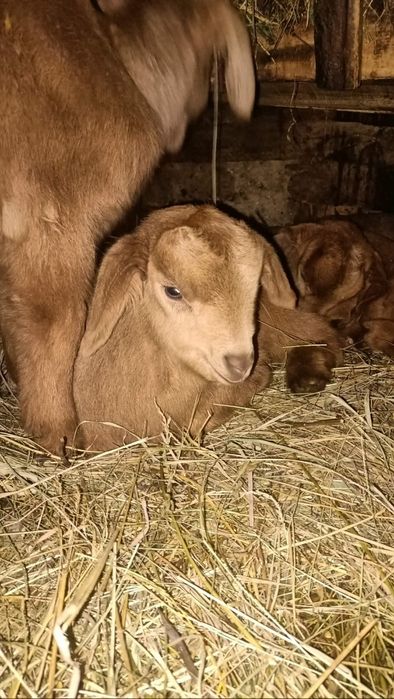 Vând ieduț metis anglo-nubian