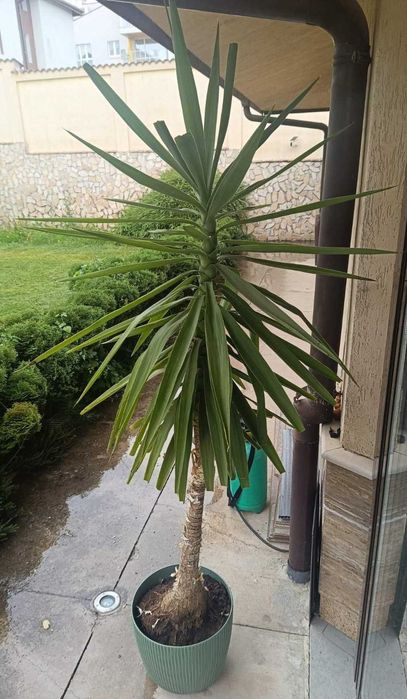 Юка 210 см, здрава