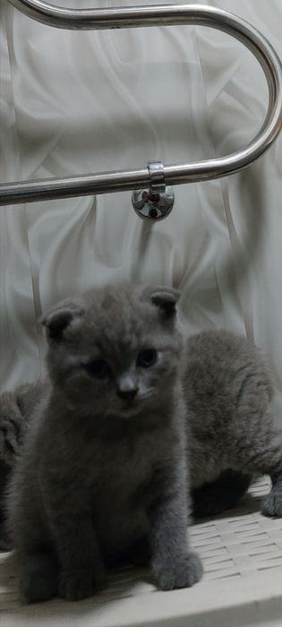 Продам  котят, британцы. Мальчики.
