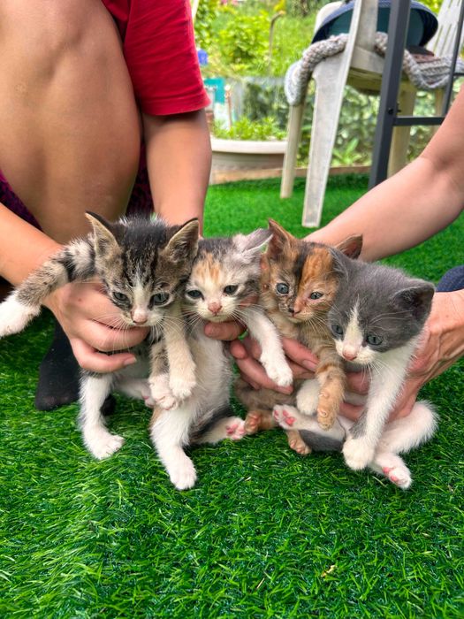 Котята Бесплатно