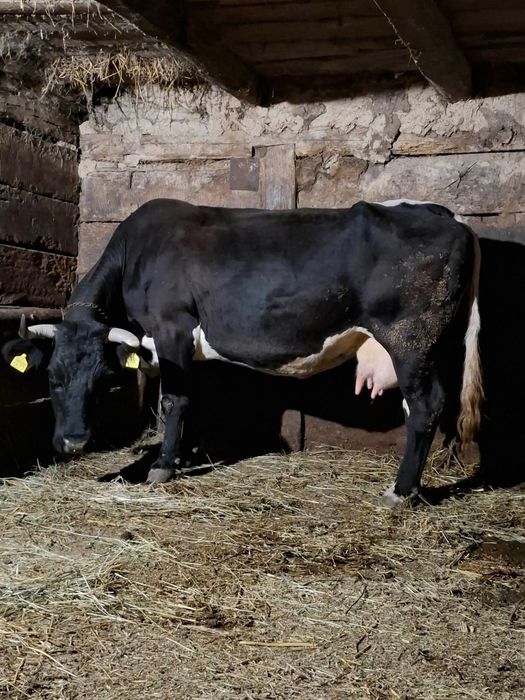 Vând vaca bună de ținut