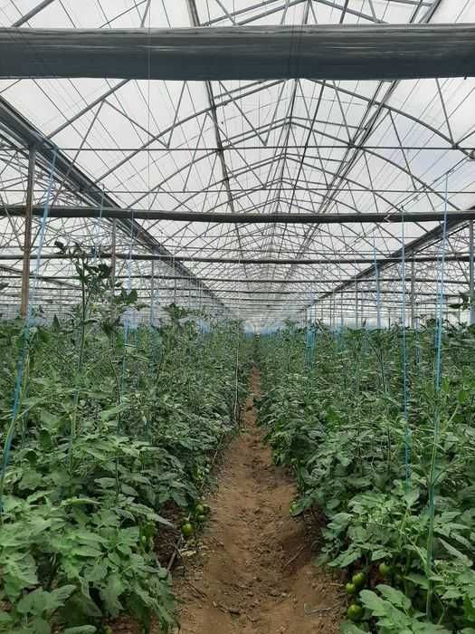 Иссикхона (Теплица) ~ Тайёр БИЗНЕС Сотилади (Иссиқхона, Issiqxona)