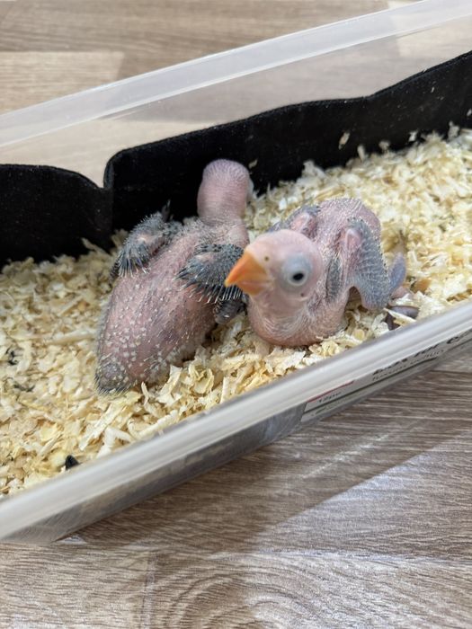 Ожереловый попугай продается