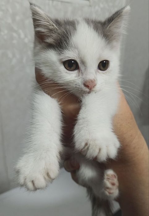 Продаётся котёнок (девочка)