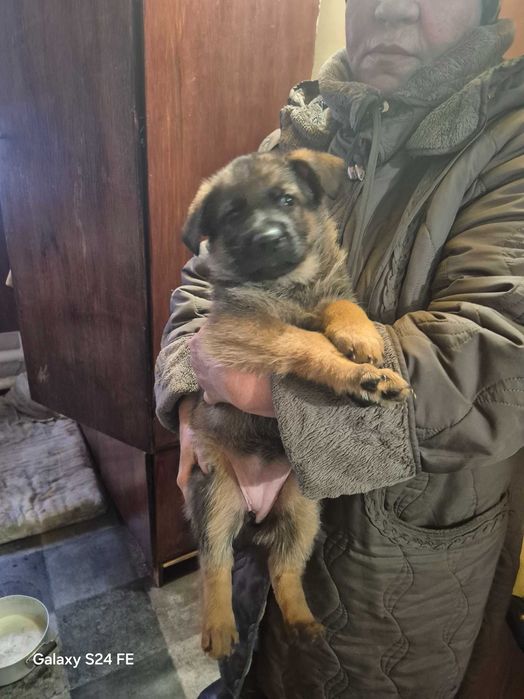 Немецкая овчарка