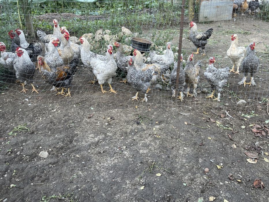 Cocoși de vanzare
