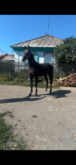 Продам русский рысак
