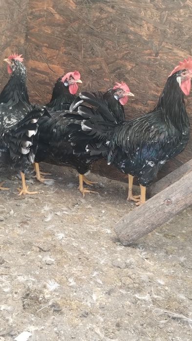 Ouă pentru incubat de italiene negru-bobat