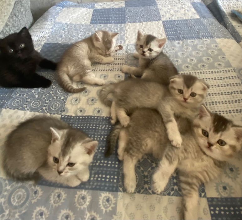 Продам котят скотиш страйт