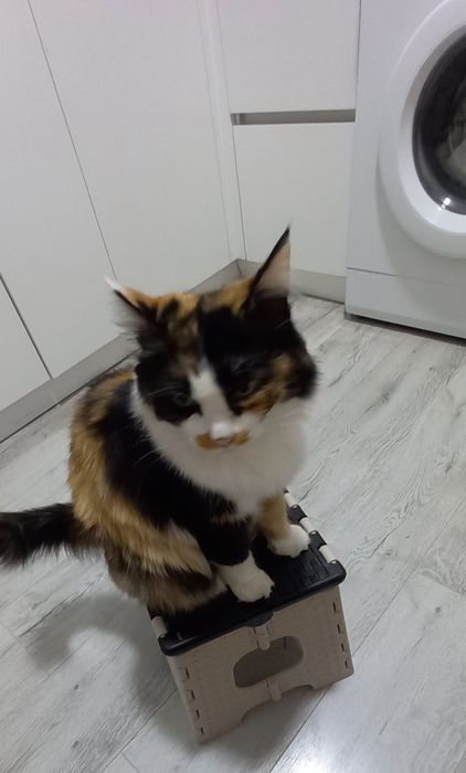 Декоративная кошка