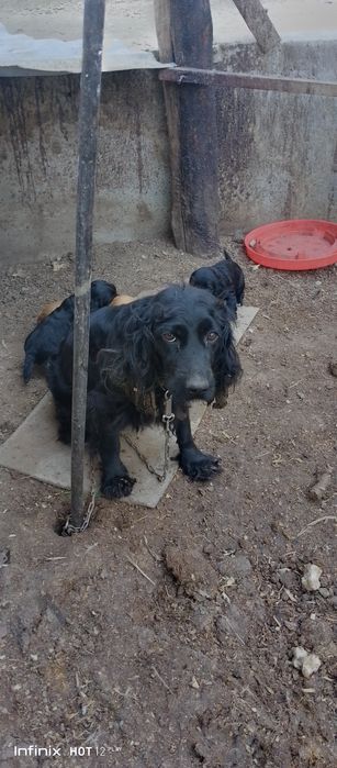 Spanel toza zot bolalari sptiladi