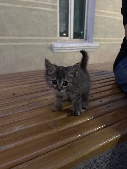 Уличная кошка отдадим даром