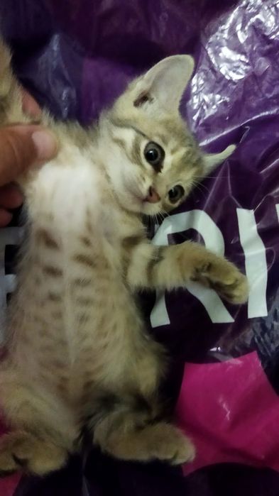 Отдам котёнка в добрые руки