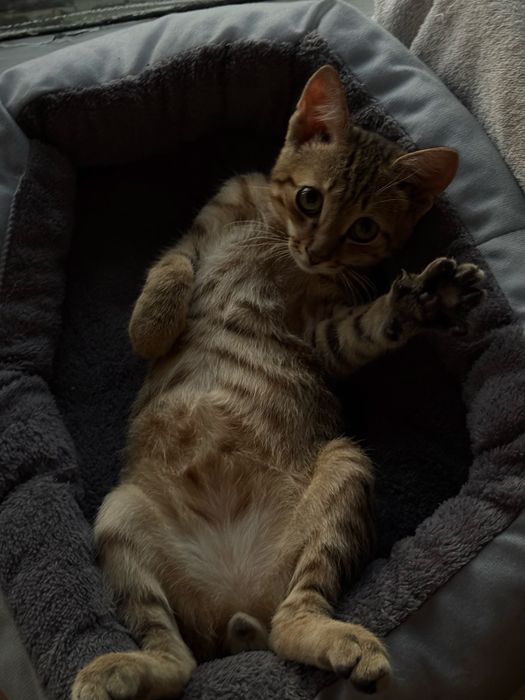 Отдам котика  , подкинули в подъезд , кот на кдивление ходит в лоток