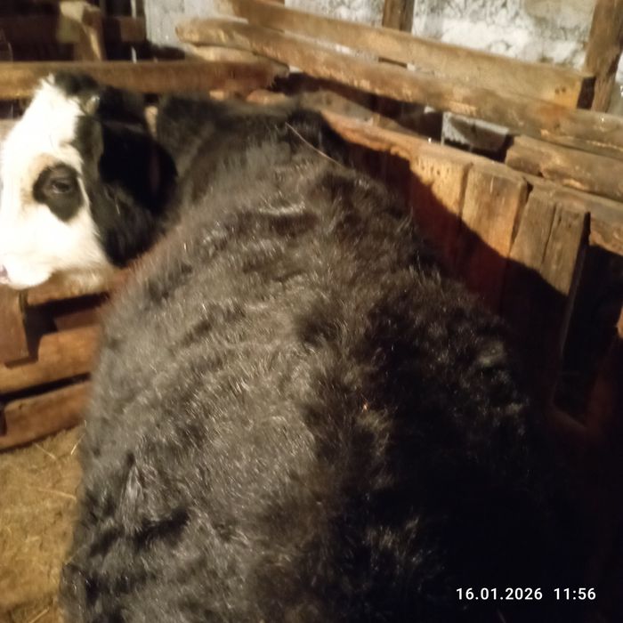 Продам двух быков с откорма!