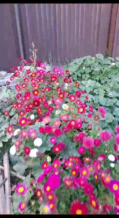 Продам жастар 1. времянку люкс