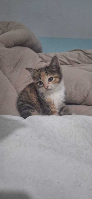 котята в хорошые руки мушук болалари ишочли кулларга 2 ойлик