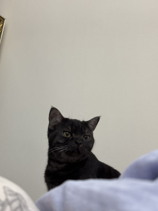 в хорошие руки, пишите на ватсап