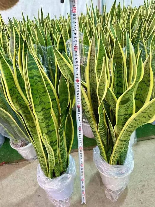 Xitoydan keltirilgan gular sotiladi