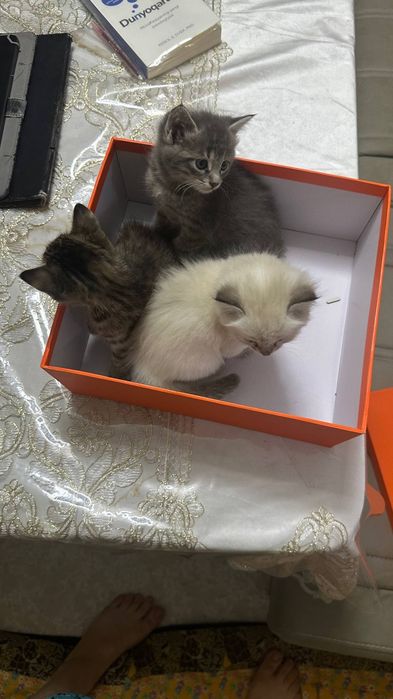 В добрые руки котята. Город Джизак