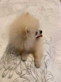 Pomeranian, mascul cu pedigree, rasa pura