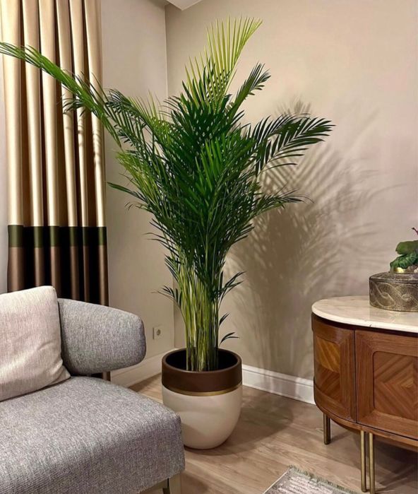 Пересадка комнатных растении