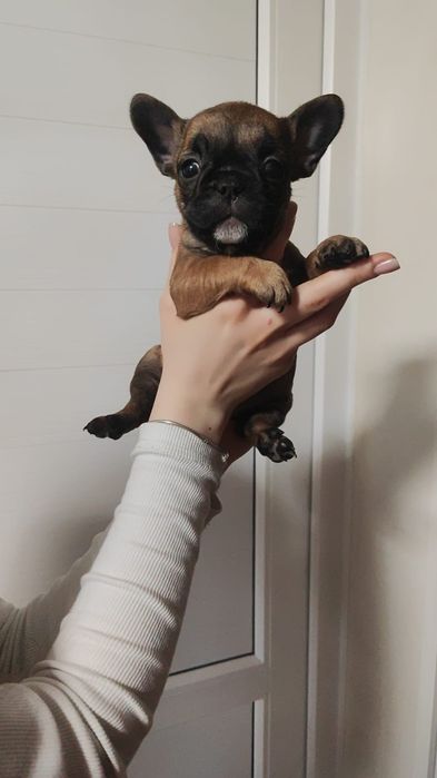 Девочки французского бульдога