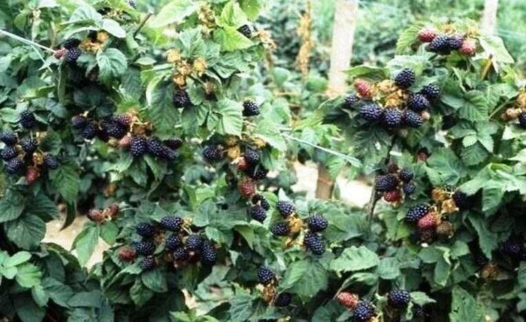 Американская ежевика Честер Торнелсс