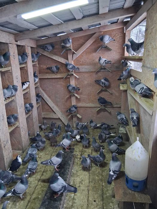 Disponibili porumbei 50 lei bucata