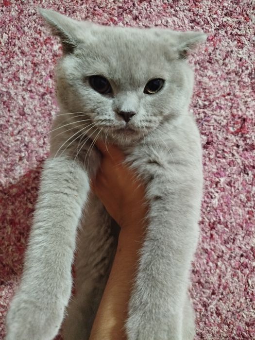 Скоттиш фолд,страйт