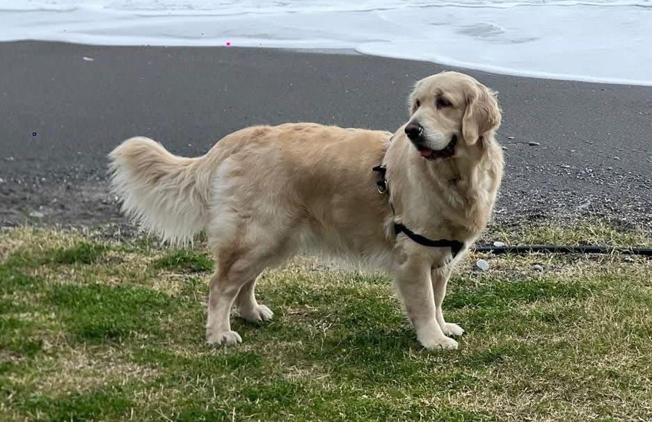 Голдън ретривър момченце родословен баща