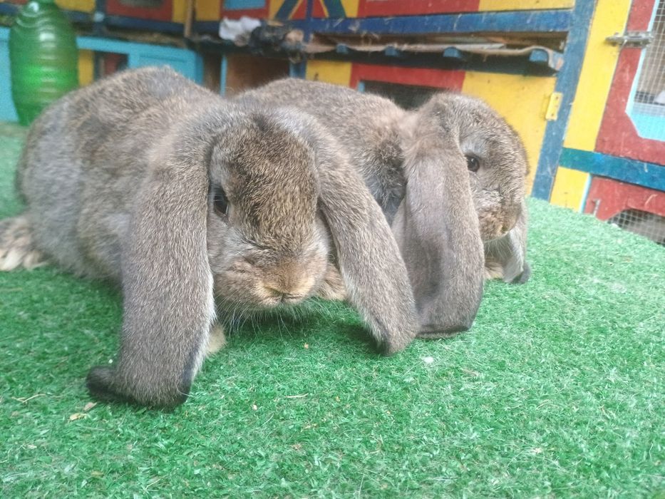 Iepuri berbec german și uriaș german