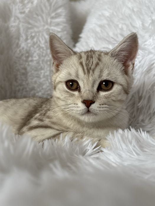 Отдам котика в хорошие руки